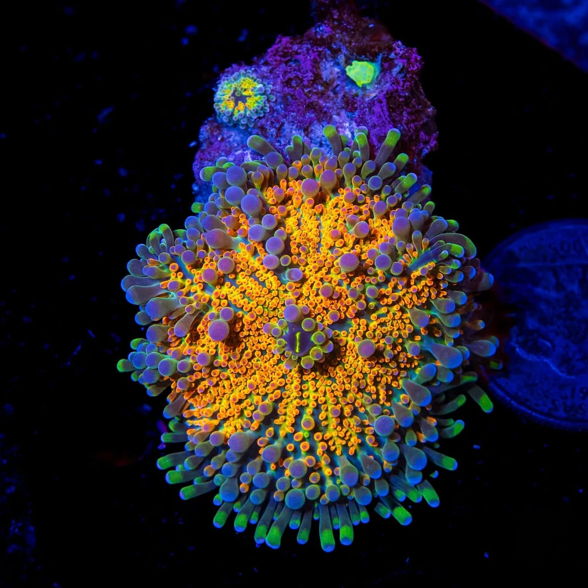 How to Care for Mushroom Corals in Your Reef Tank
