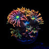 How to Care for Goniopora Corals in Your Reef Tank