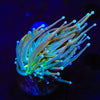 How to Care for Torch Corals in Your Reef Tank