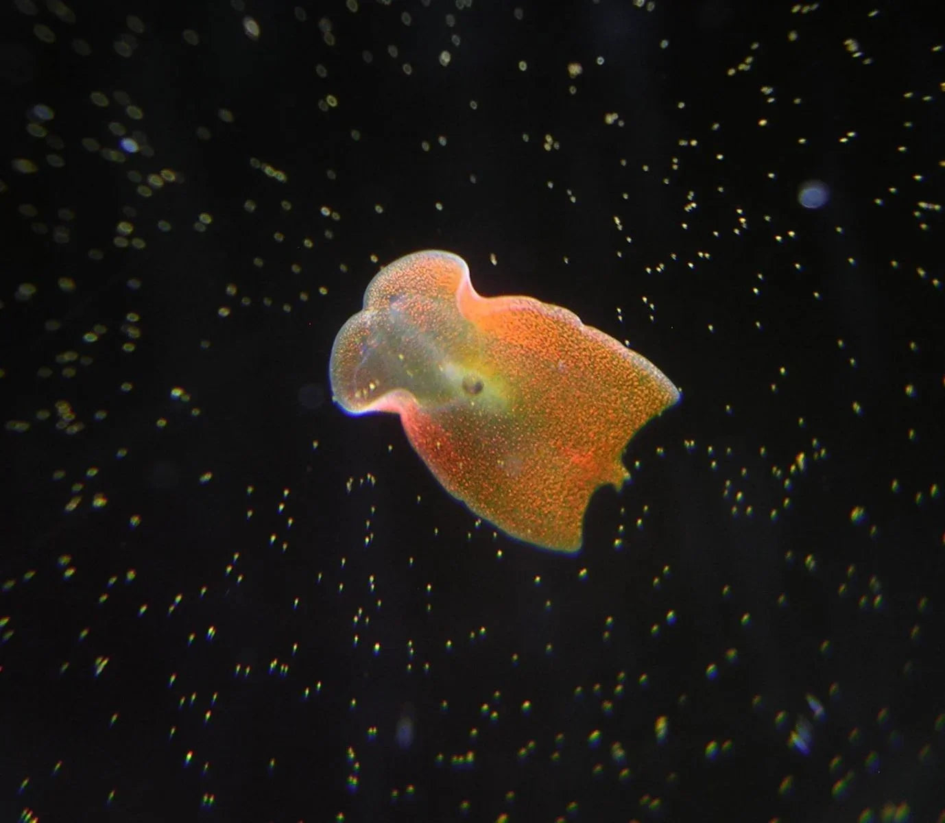 Red Planaria Flatworm
