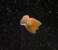 Red Planaria Flatworm