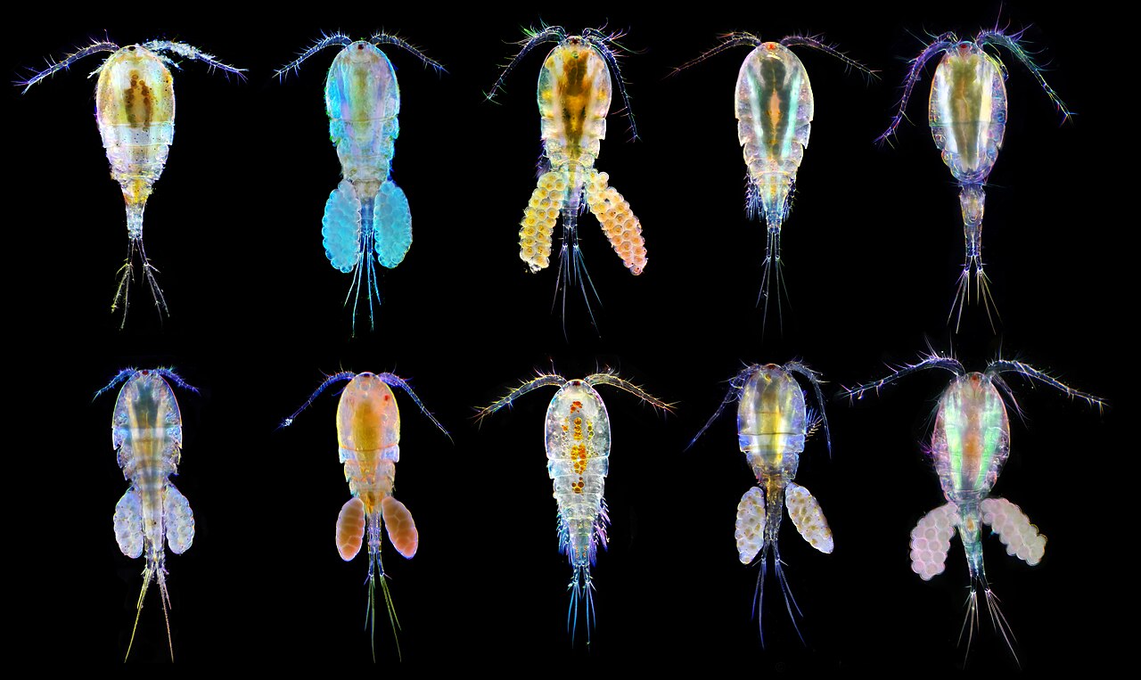 Parasitic Copepods 