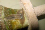Euphyllia-Eating Flatworms: How to Identify and Eliminate Them