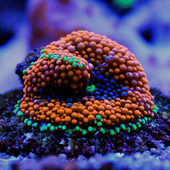 St. Thomas Bounce Mushroom