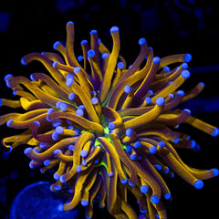 WWC Pinkerton Goniopora