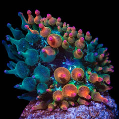 Nexus Anemone