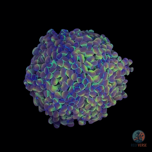 Princess Holy Grail Hammer