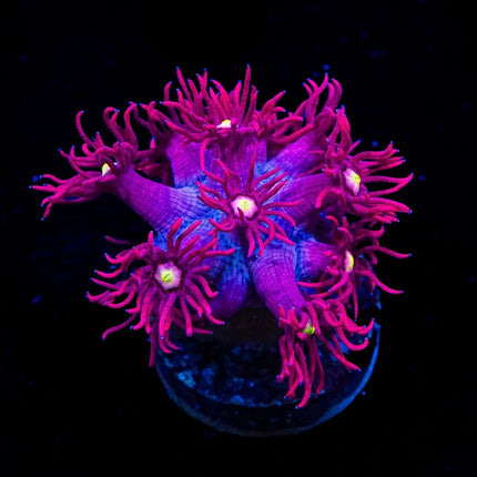 Raspberry Bonkers Goniopora