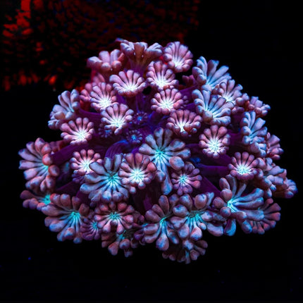 Rose Hologram Alveopora