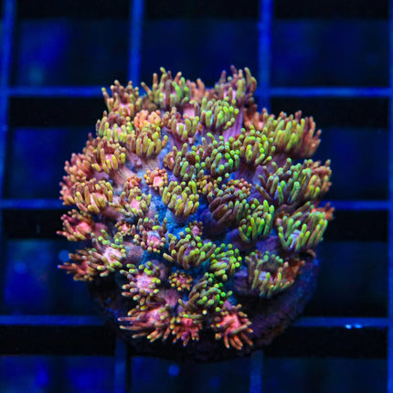 Rose Pedal Goniopora