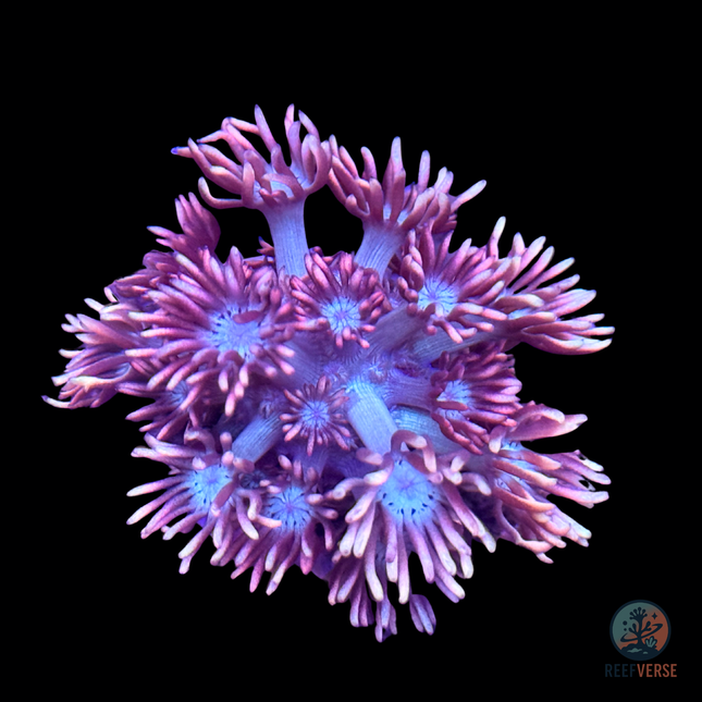 Fire & Ice Goniopora