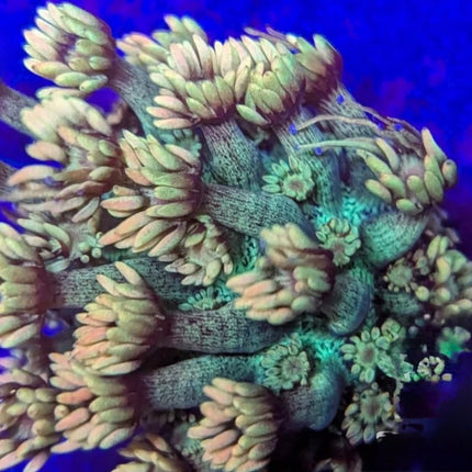 Cryptic Goniopora