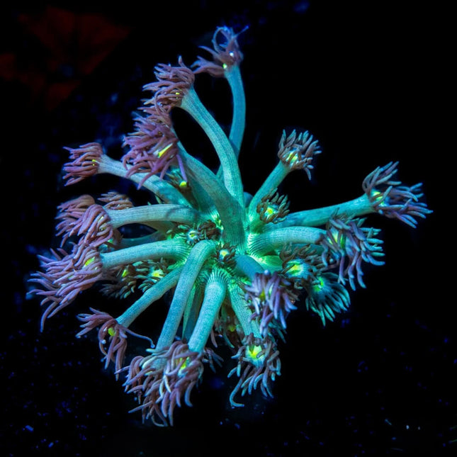 Witches Finger Goniopora