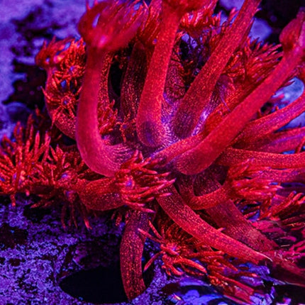 Ragnarok Glitter Goniopora