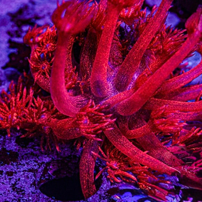 Ragnarok Glitter Goniopora