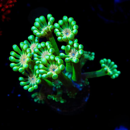 Lucky Charms Alveopora