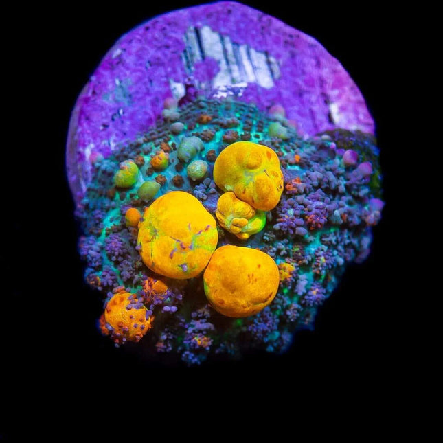 OG Bounce Mushroom