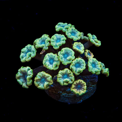 Hologram Alveopora