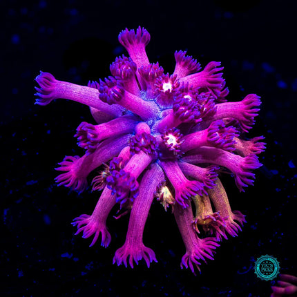 Hydralisk Goniopora