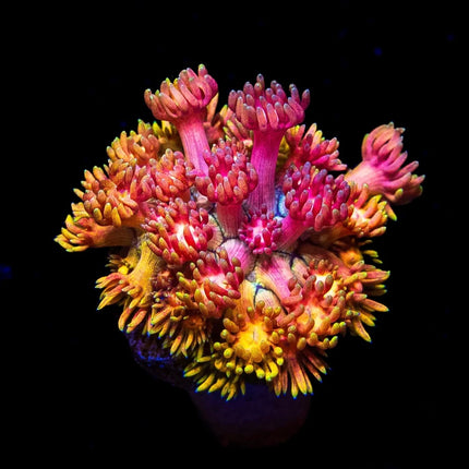 Jewel Thief Goniopora