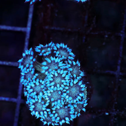 White Walker Glitter Goniopora