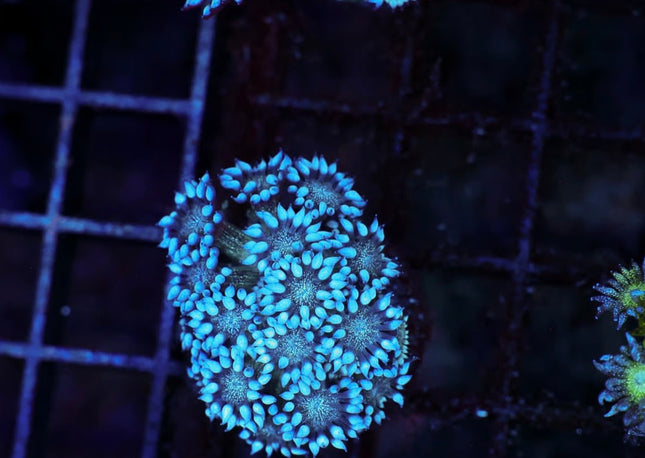 White Walker Glitter Goniopora