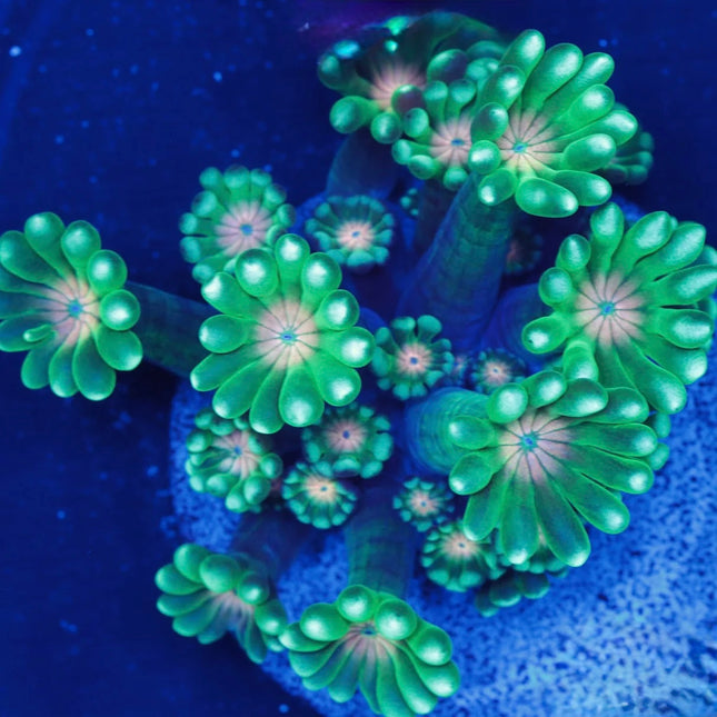 Watermelon Sugar Alveopora