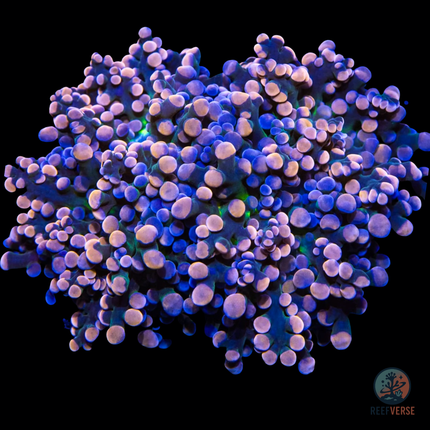 Cotton Candy Frogspawn