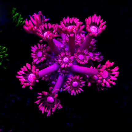 Pink Lotus Goniopora
