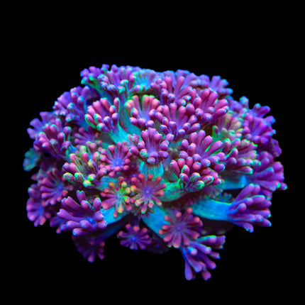 Candy Runts Alveopora