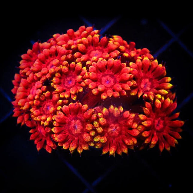 Atomic Ball Goniopora