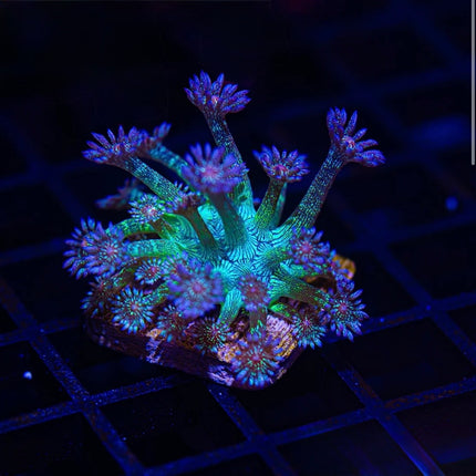 Pandora Glitter Goniopora
