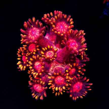 Firelord Goniopora