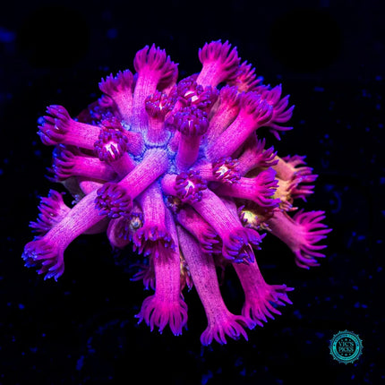 Hydralisk Goniopora