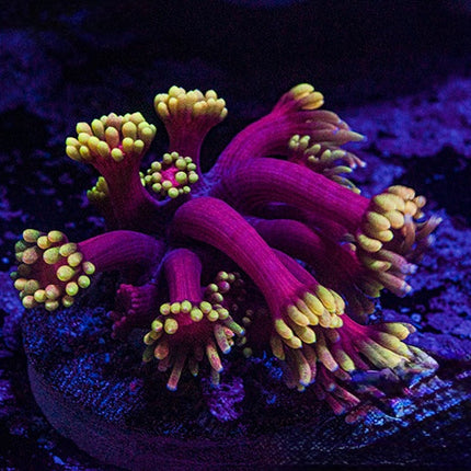 Iron Man Goniopora