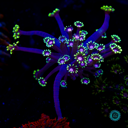 Macho Man Alveopora