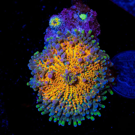 Rainbow Yuma Mushroom