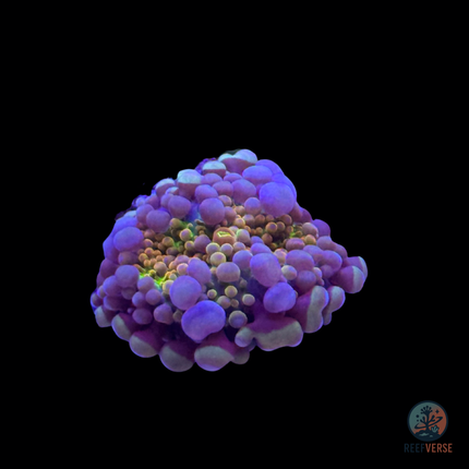 Purple Reign Bounce Yuma