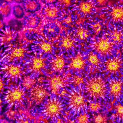 Red Glitter Goniopora