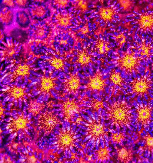Red Glitter Goniopora