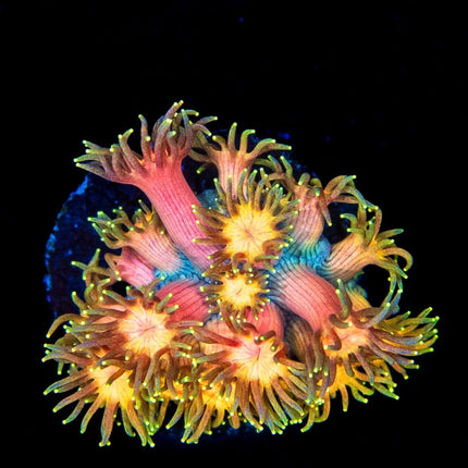 Pink Lemonade Goniopora