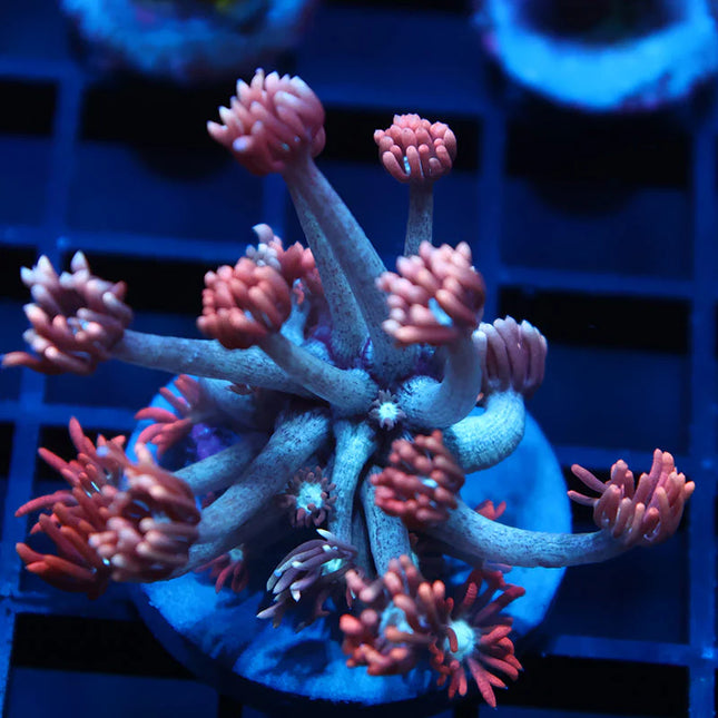 Rocket Pops Goniopora