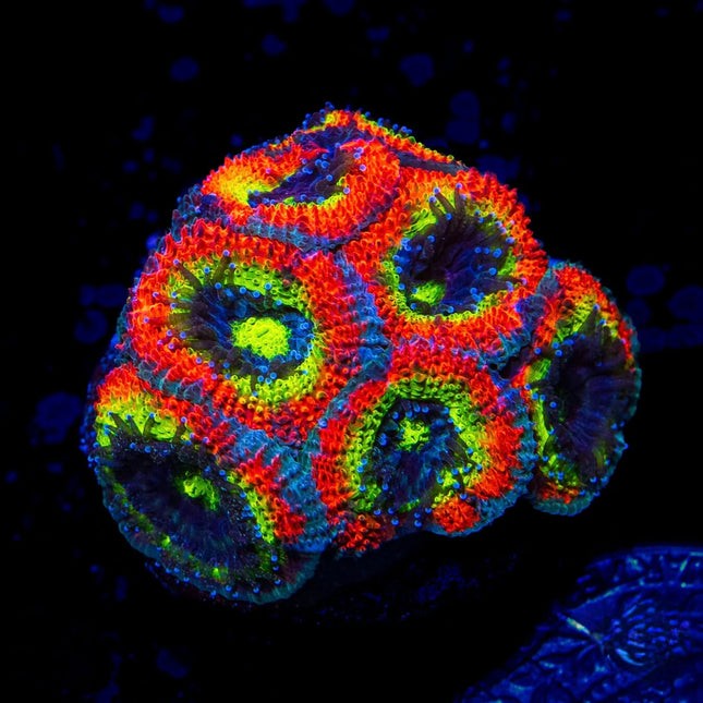 Holy Grail Micromussa