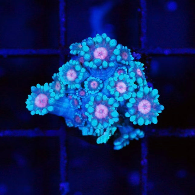 Nebula Goniopora