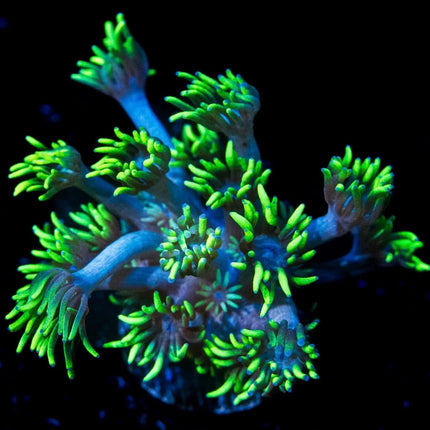 Electrified Goniopora