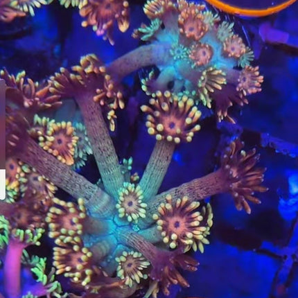 Kaleidoscope Goniopora