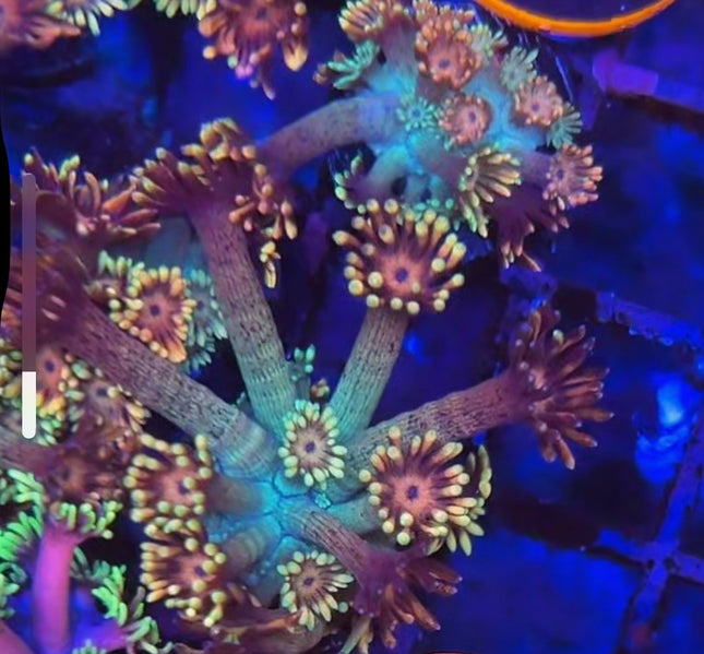 Kaleidoscope Goniopora