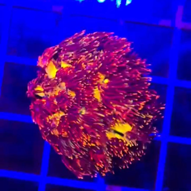 Blazeball Goniopora