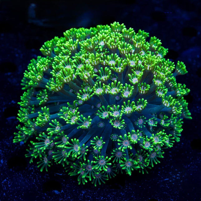 Irish Spring Alveopora