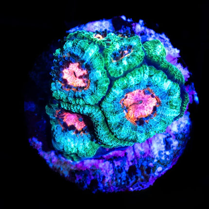 Watermelon Micromussa